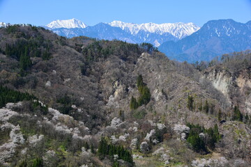 Fototapeta na wymiar 陸郷の山桜（桜仙峡）と残雪の常念山脈