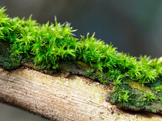 green moss on tree © Ian