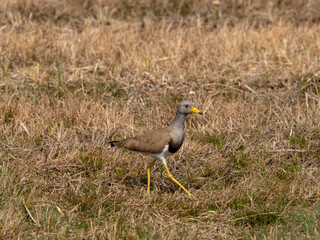 空港に住み着くケリ
