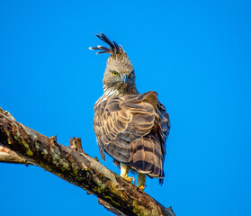 Crested hawk-eagle
