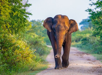 Fototapeta na wymiar Sri Lankan elephant