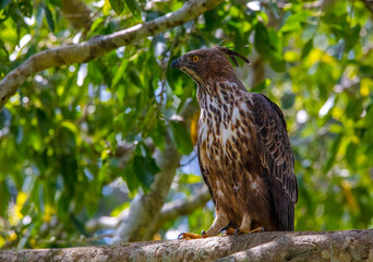 Crested hawk-eagle