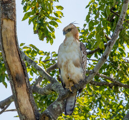 Crested hawk-eagle