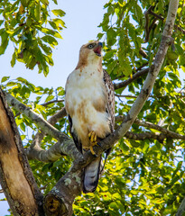 Crested hawk-eagle