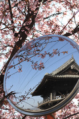綺麗な桜とミラーに写ったお寺