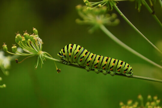 A close up picture of a swallowtail (Papilio machaon) butterfly. Green caterpillar.