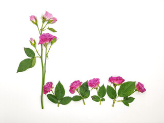 Flowers composition. Frame made of rose flowers on white background. Flat lay, top view, copy space