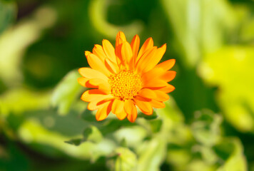 Beautiful orange flower in nature. Close-up.