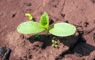 Small melon sprout in the ground. Garden.