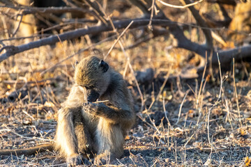 Close-up of a Chacma Baboon, Papio ursinus, sitting in the sun in Chobe National Park, Botswana.