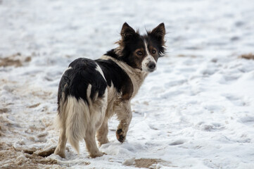 Portrait of a stray dog in the snow in winter..