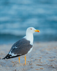 seagull on the beach miami