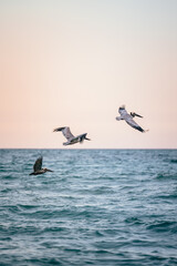 pelican in the sea Miami Beach life