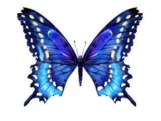 Butterfly watercolor illustration