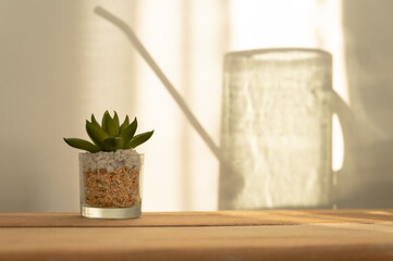 Shadow of Watering Can on Wall from Sunlight over Succulent Plant