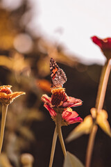 Monarch Butterfly landing on a zinnia flower
