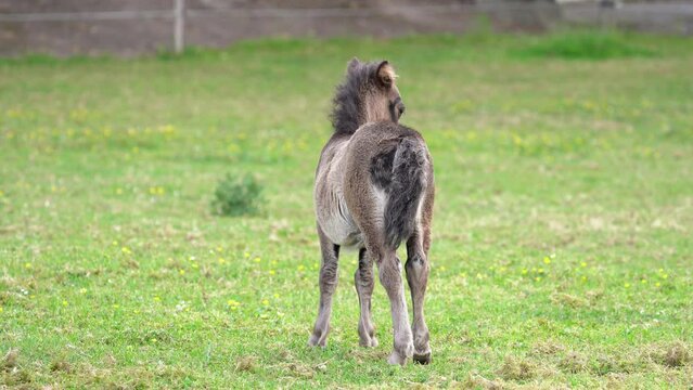 Cute Shetland Pony Foal In Grass Field Wagging his Tail - Rear View