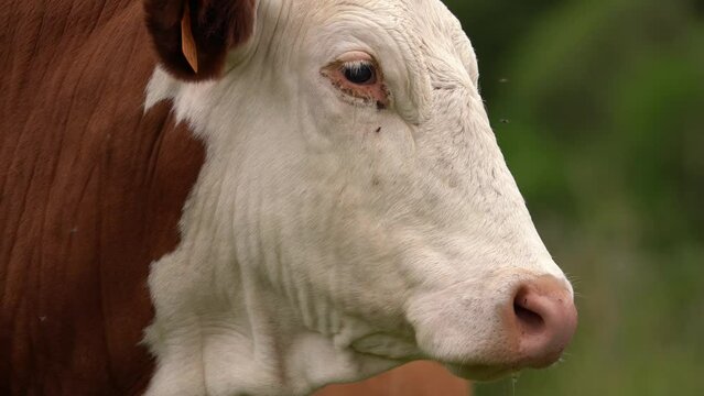 Montbeliarde Dairy Cattle With Ear Tags Looking At Camera.