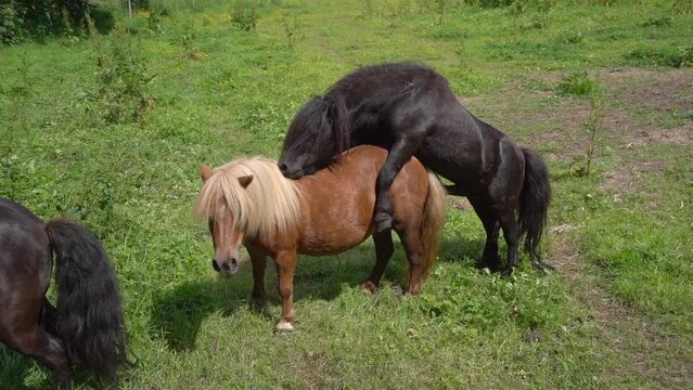 Shetland Ponies Mating in the Field - Responsible breeding