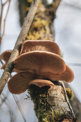 Wild Mushrooms Growing On Tree