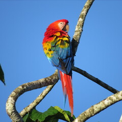 The scarlet macaw  – Ara macao Wildlife in Peru 