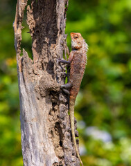 Oriental garden lizard