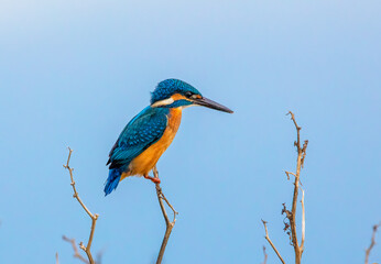 Common kingfisher