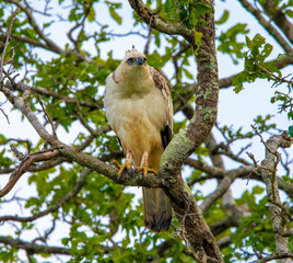 Crested hawk-eagle