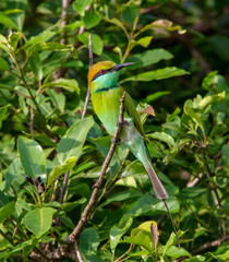 Blue-tailed bee-eater