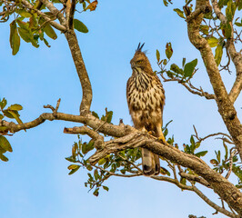 Crested hawk-eagle