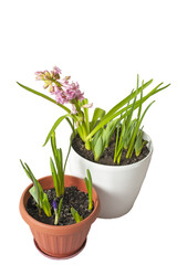 Flower pots with spring flowers hyacinth and sprouts of other spring flowers. Isolate on white. PNG