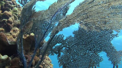 Colors and shapes of corals and reefs underwater are fascinating. . Rising temperatures and ocean acidification are causing widespread coral bleaching and leading to death of entire reefs.