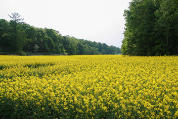 菜の花畑
