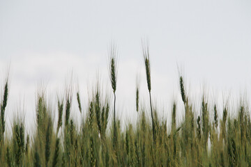 夏の緑の麦の穂

