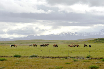 Naklejka na ściany i meble Horse breeding in Iceland