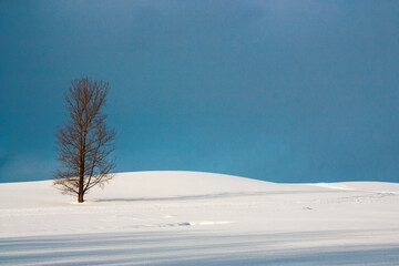 晴れた雪原の冬木立 