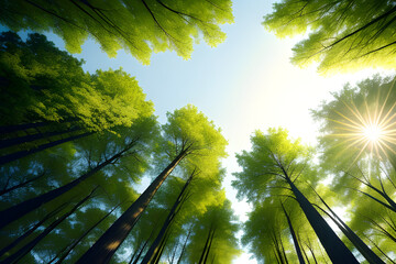 Looking up at the green tops of trees. Italy