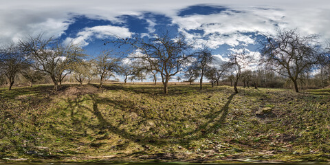 full seamless spherical hdri 360 panorama view in apple garden orchard with clumsy and gnarled branches in equirectangular projection