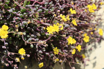 無数の美しい黄色い花が咲いたルビーネックレス