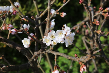 綺麗な花を咲かせたサクランボ
