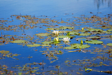 blooming white lotus on the blue surface of the lake