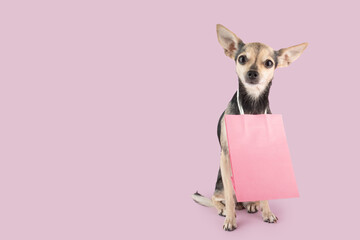 pet accessories, pet shop, cute dog with shopping bags, copy space