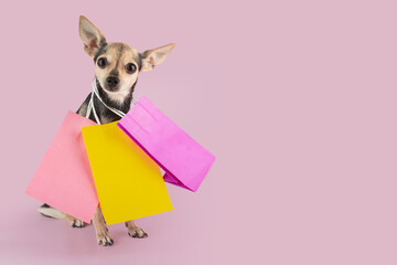 pet store, happy dog with shopping bags with pet goods, pet accessories