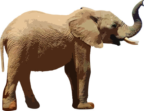  Elephant art 