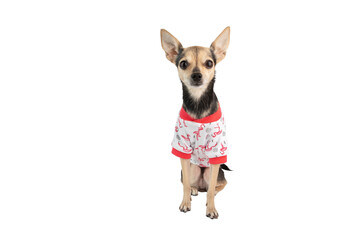 pet clothes, small dog in a summer t-shirt isolated