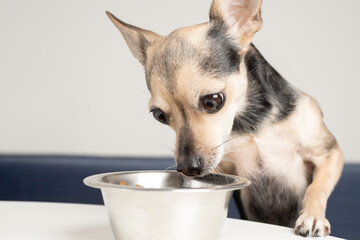 dry dog food, pet feed, hungry dog eats from a dog bowl