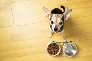 dry dog food, pet feed, funny hungry dog asks owner for pet food, top view, copy space