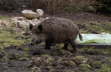 Wild boar. Sus scrofa, big wild swine or pig.