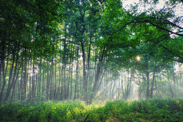 Wald - Sonnenschein 