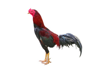 Chicken isolated on a white background